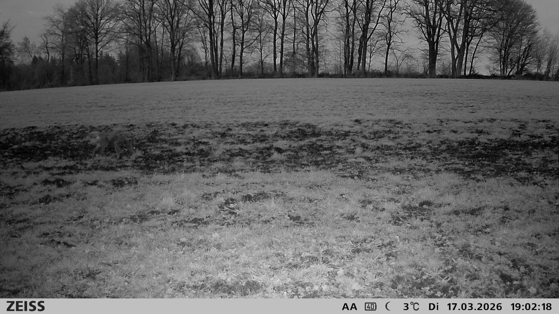 Energiewald