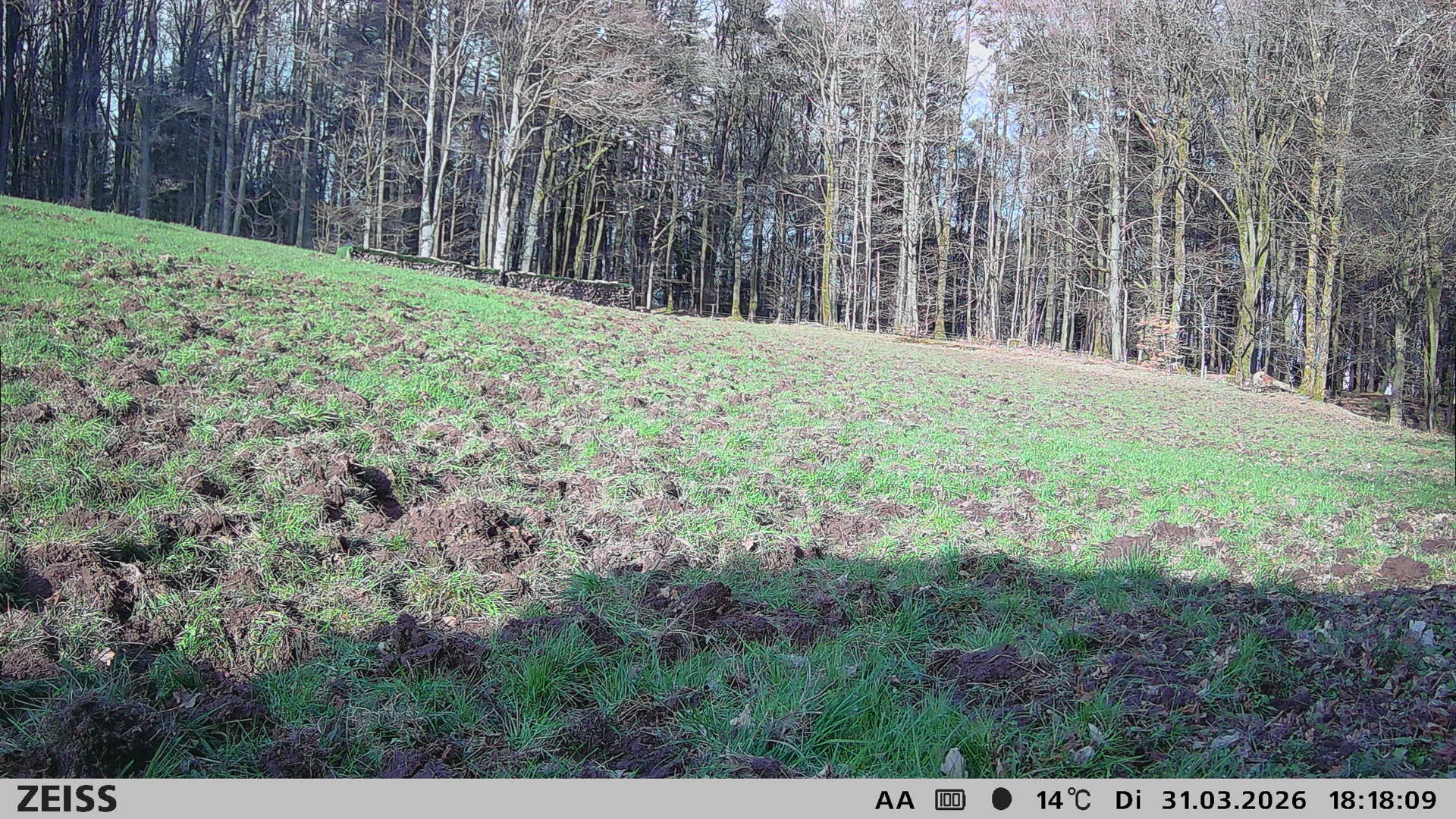 Energiewald
