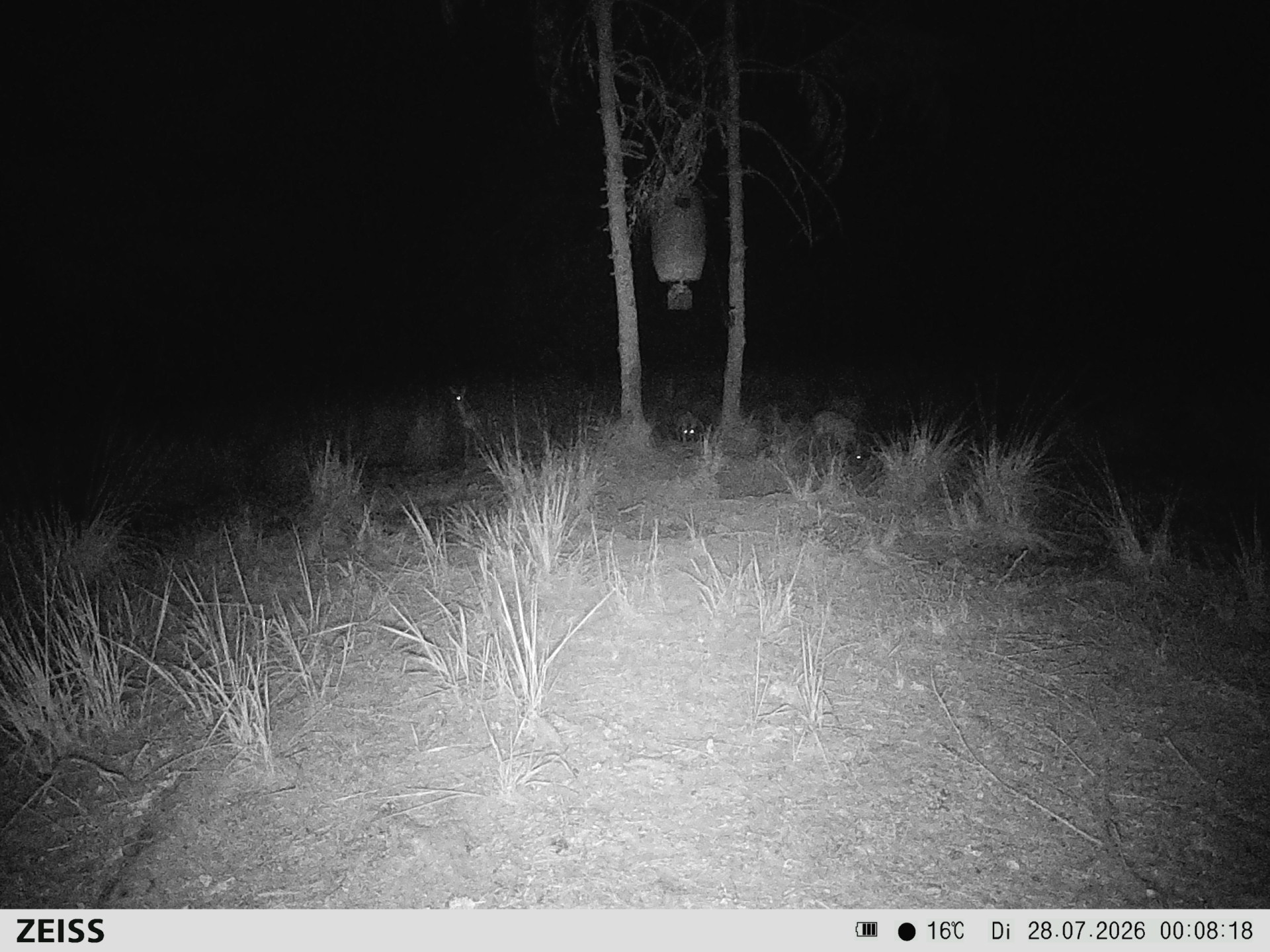 Kolli Suhle