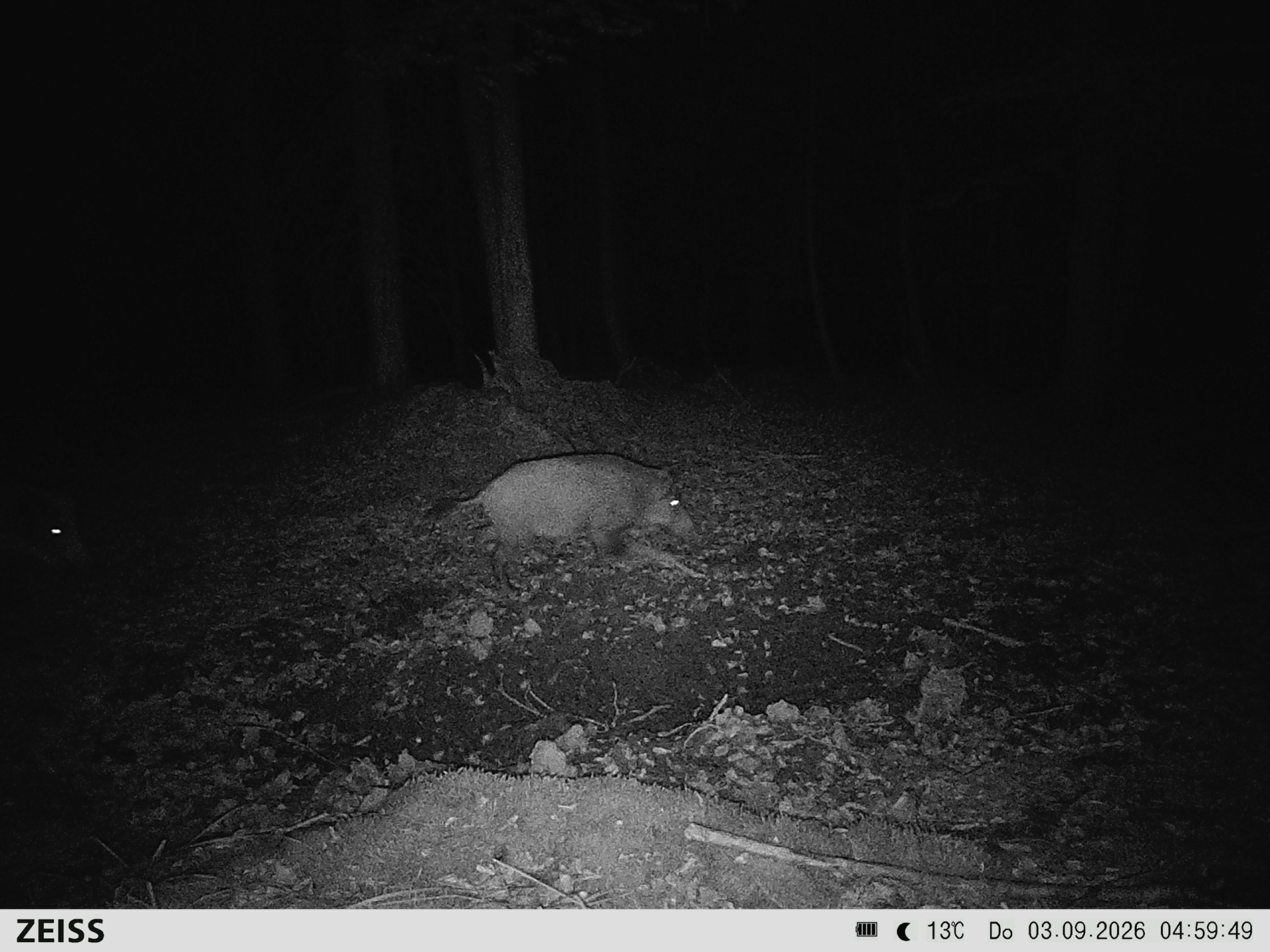 Suhle Wald Heckenacker