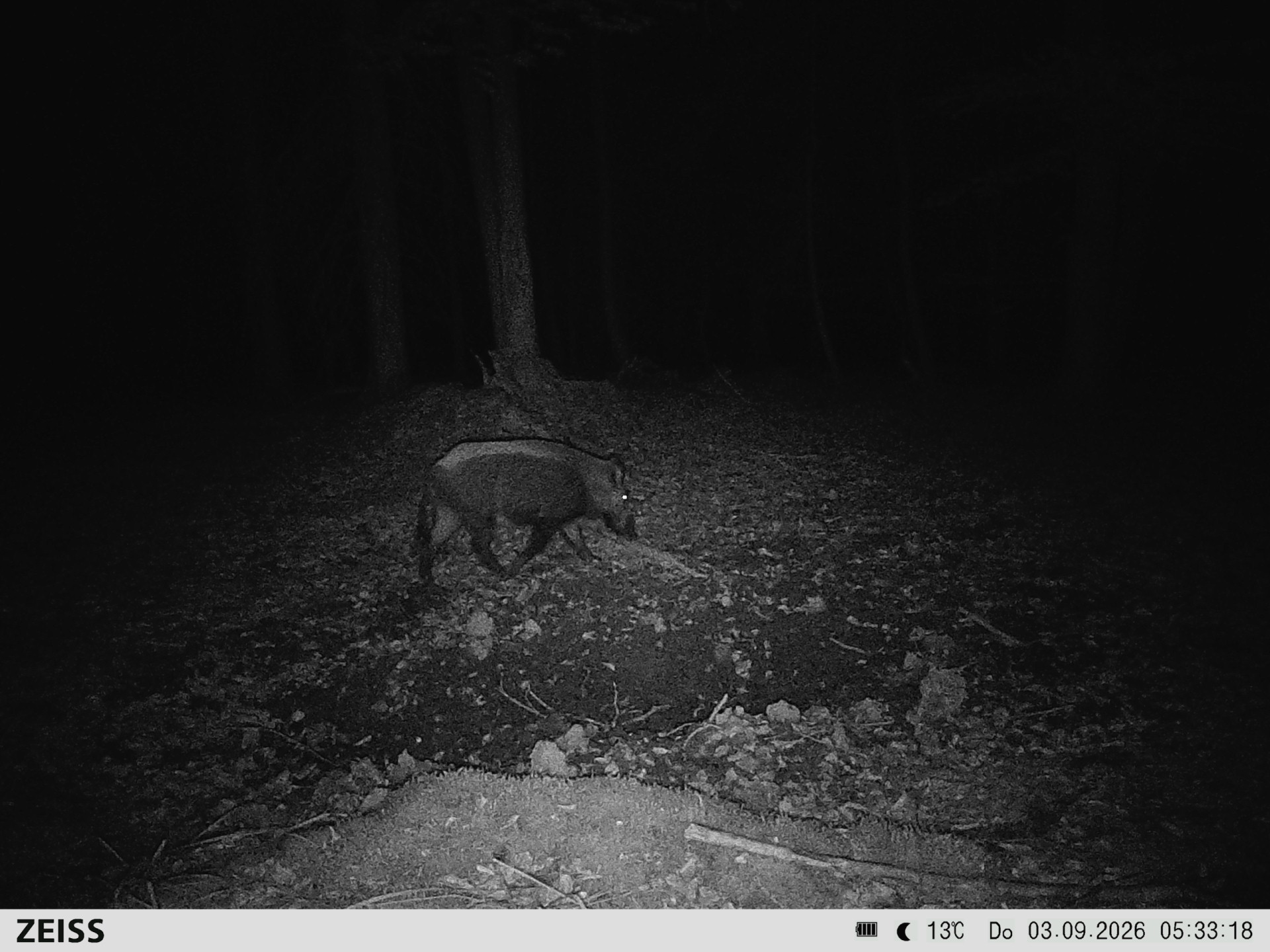 Suhle Wald Heckenacker