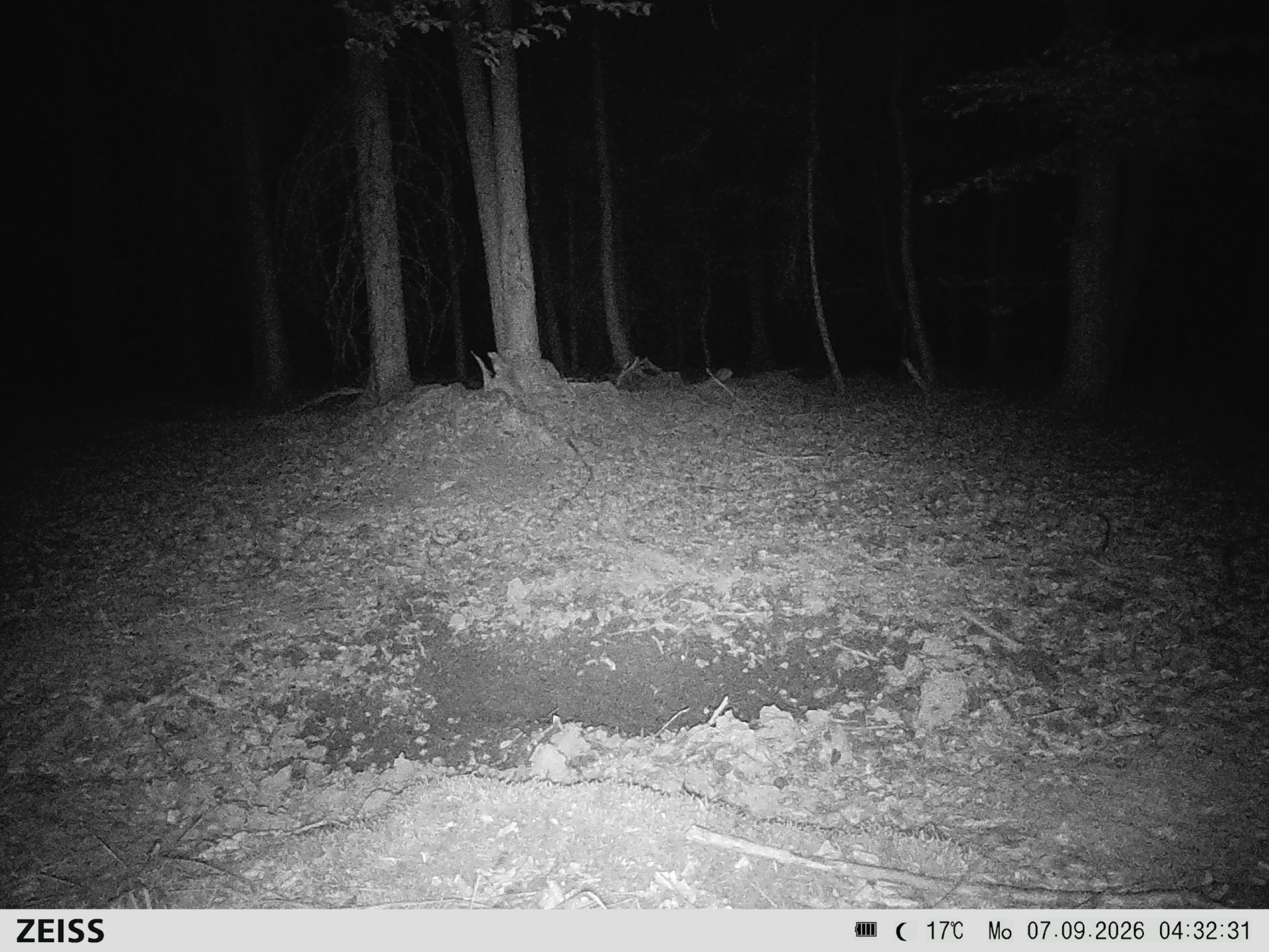Suhle Wald Heckenacker