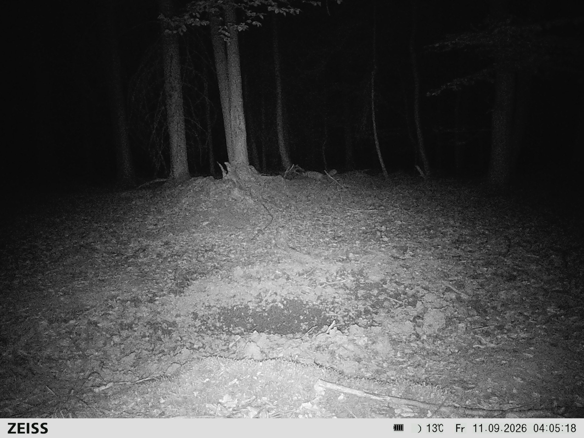 Suhle Wald Heckenacker