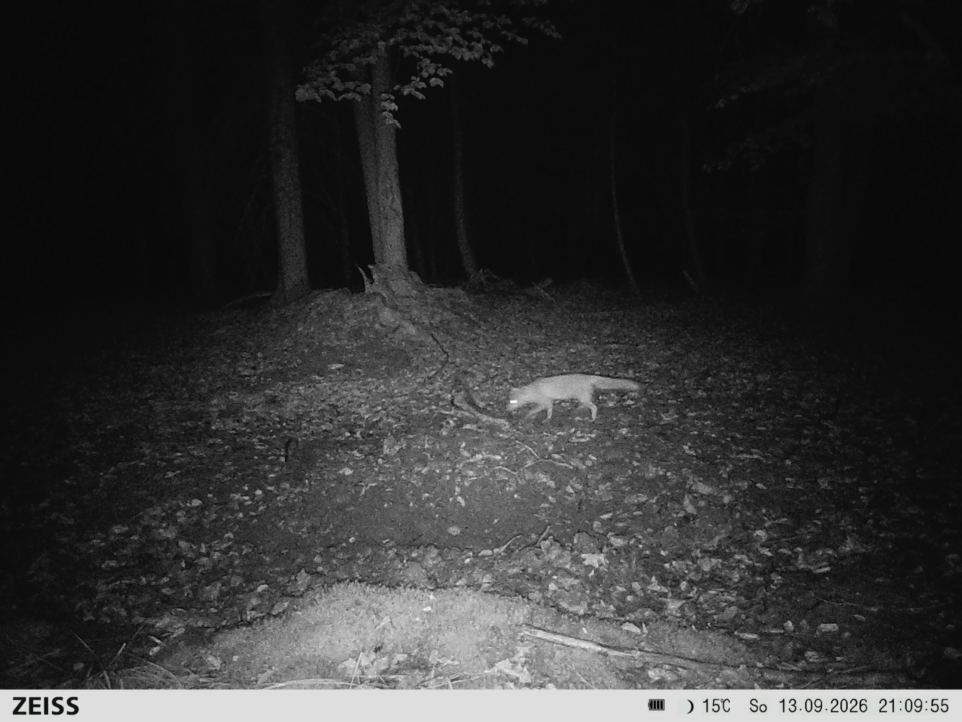Suhle Wald Heckenacker