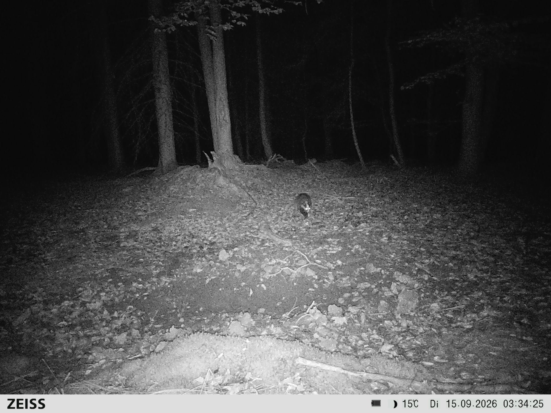 Suhle Wald Heckenacker