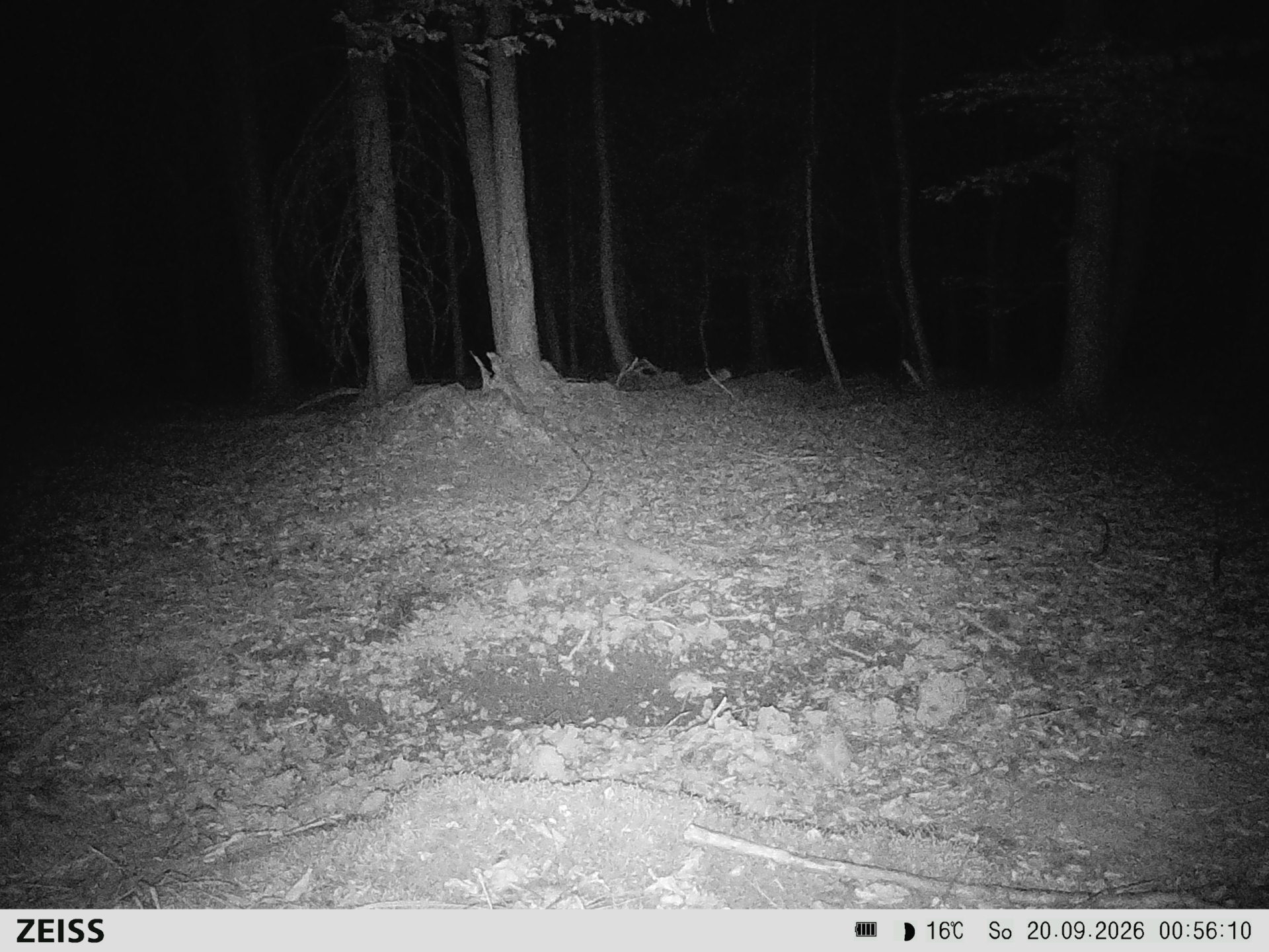 Suhle Wald Heckenacker