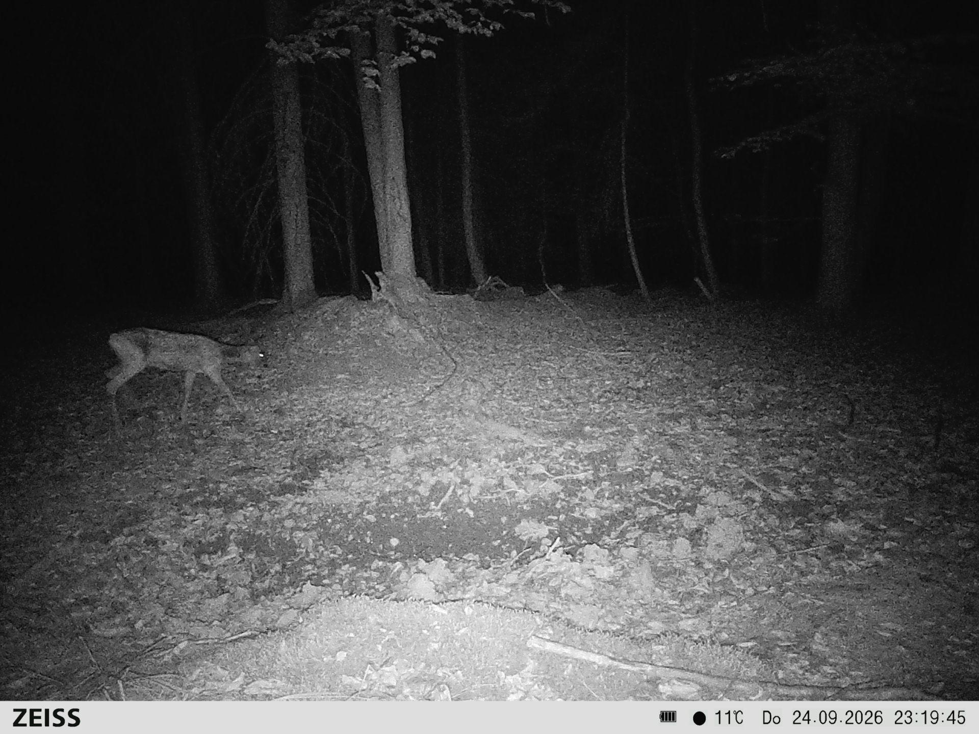 Suhle Wald Heckenacker