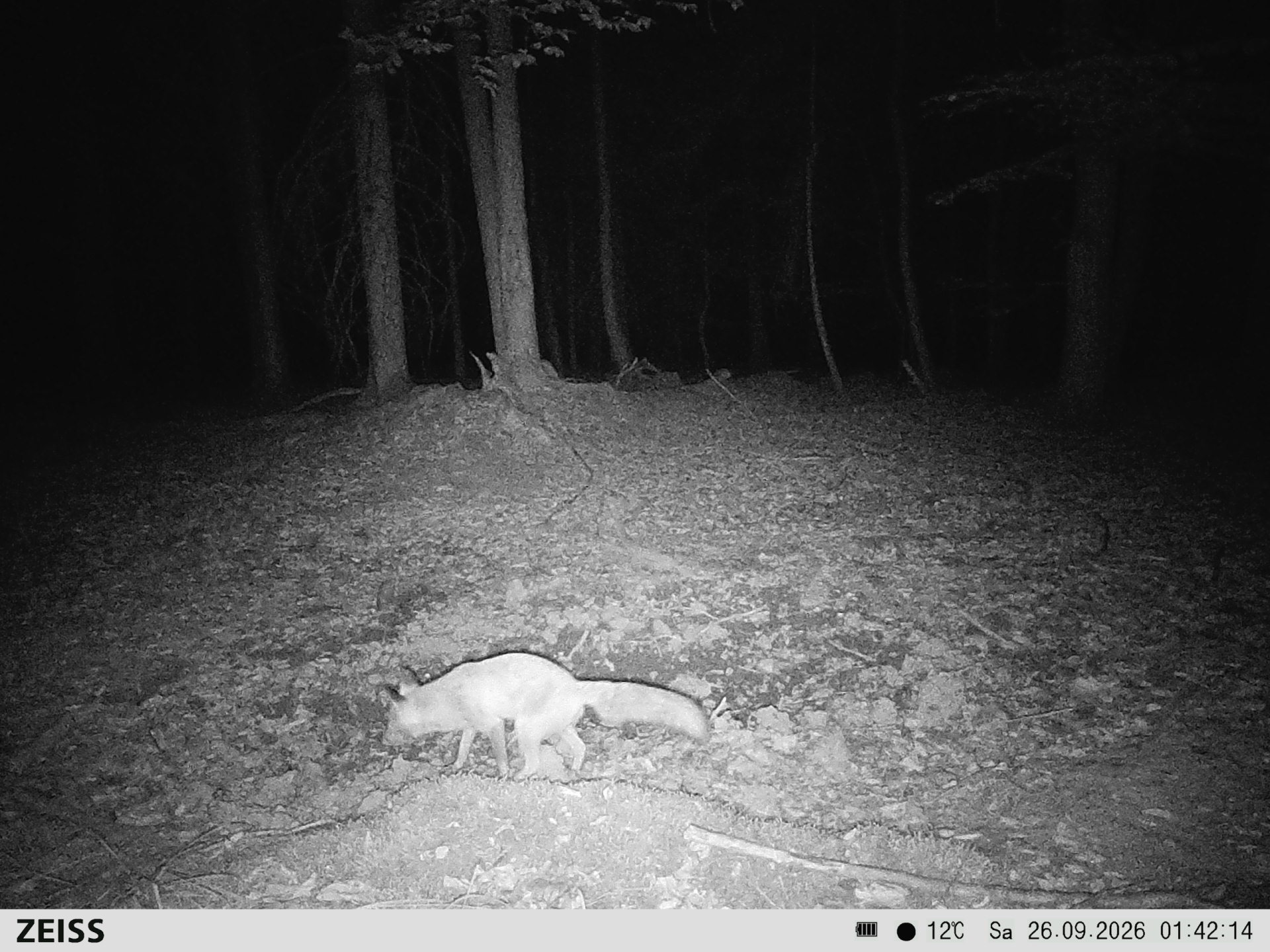 Suhle Wald Heckenacker